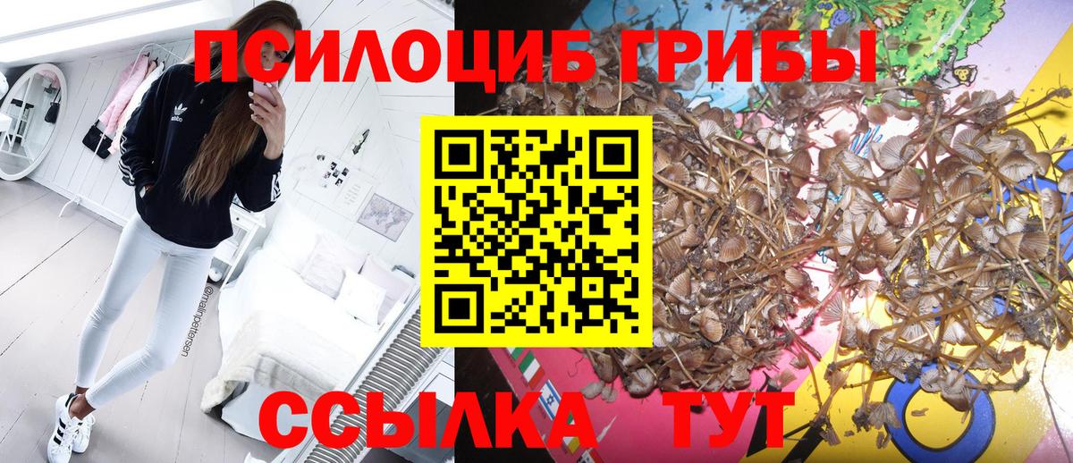 Псилоцибиновые грибы Cubensis  Вход с VPN  Шахты 